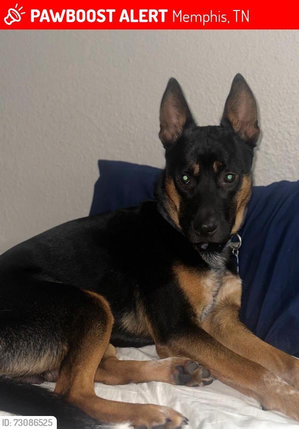Lost Male Dog last seen Cordova Memphis, Memphis, TN 38016