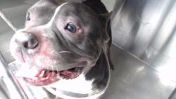 Shelter Stray Male Dog last seen , 11258 Garfield Ave, Downey, CA 90242, USA