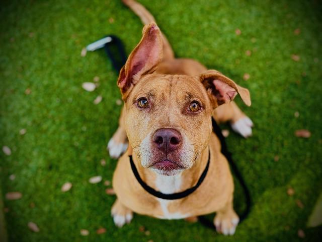 Shelter Stray Female Dog last seen , 2769 Conroy Rd, Orlando, FL 32839, USA