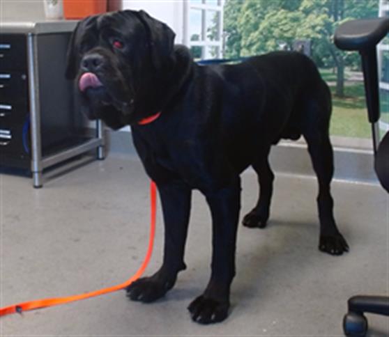 Shelter Stray Male Dog last seen Near BLOCK TURK ST/ JONES, 1419 Bryant St, San Francisco, CA 94103, USA