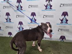 Shelter Stray Male Dog last seen , 2769 Conroy Rd, Orlando, FL 32839, USA