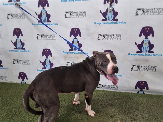 Shelter Stray Male Dog last seen , 2769 Conroy Rd, Orlando, FL 32839, USA