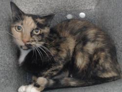 Shelter Stray Female Cat last seen , 2769 Conroy Rd, Orlando, FL 32839, USA