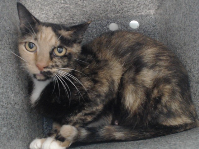 Shelter Stray Female Cat last seen , 2769 Conroy Rd, Orlando, FL 32839, USA