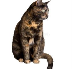 Shelter Stray Female Cat last seen , 2020 Forest St, Jacksonville, FL 32204, USA