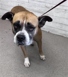 Shelter Stray Female Dog last seen Near BLOCK E SOUTH ST, 333 Chandler Pl, San Bernardino, CA 92408, USA