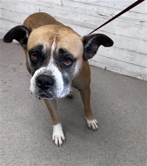 Shelter Stray Female Dog last seen Near BLOCK E SOUTH ST, 333 Chandler Pl, San Bernardino, CA 92408, USA