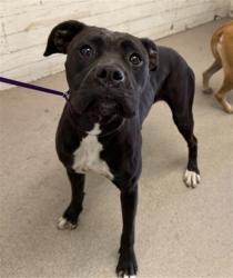 Shelter Stray Female Dog last seen CRABAPPLE/SNOWBELL, 333 Chandler Pl, San Bernardino, CA 92408, USA