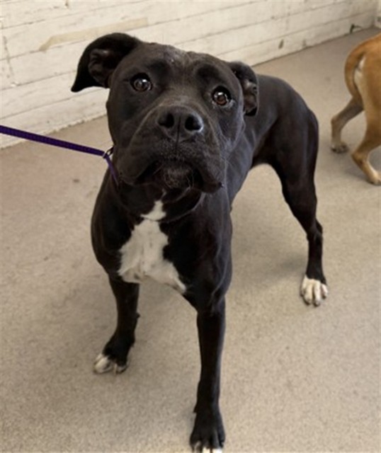 Shelter Stray Female Dog last seen CRABAPPLE/SNOWBELL, 333 Chandler Pl, San Bernardino, CA 92408, USA