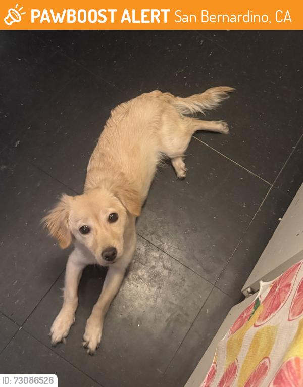 Found/Stray Female Dog last seen San Bernardino post office, San Bernardino, CA 92401