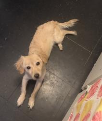 Found/Stray Female Dog last seen San Bernardino post office, San Bernardino, CA 92401