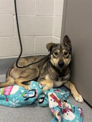 Shelter Stray Male Dog last seen Near, 2600 S Harding St, Indianapolis, IN 46221, USA