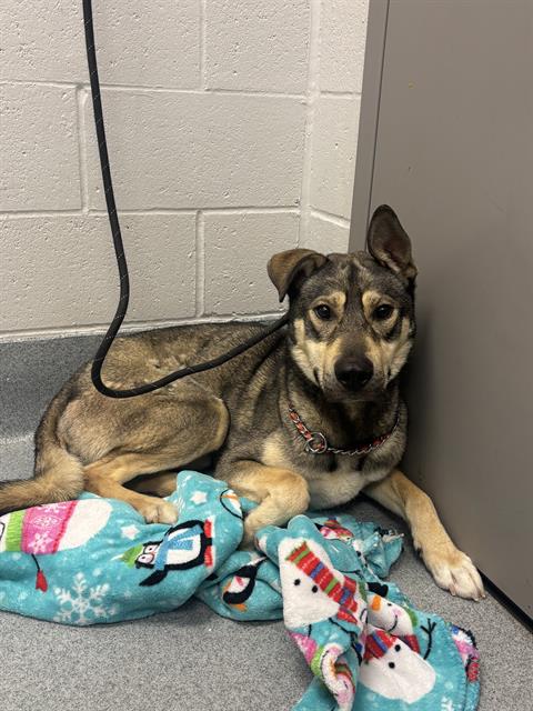 Shelter Stray Male Dog last seen Near, 2600 S Harding St, Indianapolis, IN 46221, USA
