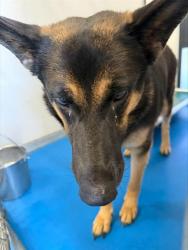 Shelter Stray Female Dog last seen ABANDONED AT SHELTER, 201 S Mt Vernon Ave, Bakersfield, CA 93307, USA