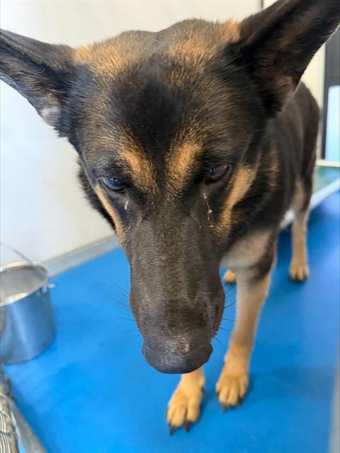 Shelter Stray Female Dog last seen ABANDONED AT SHELTER, 201 S Mt Vernon Ave, Bakersfield, CA 93307, USA