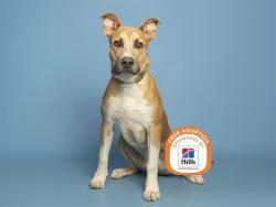 Shelter Stray Male Dog last seen A26-103896, 5501 E Van Buren St, Phoenix, AZ 85008, USA