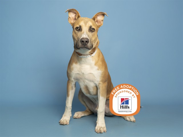 Shelter Stray Male Dog last seen A26-103896, 5501 E Van Buren St, Phoenix, AZ 85008, USA