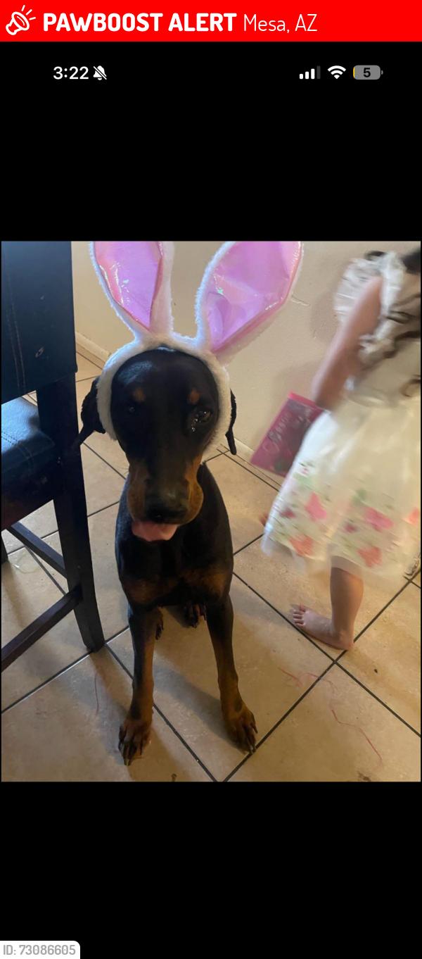 Lost Female Dog last seen Last seen walking on garnet ave, Mesa, AZ 85210