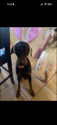 Lost Female Dog last seen Last seen walking on garnet ave, Mesa, AZ 85210