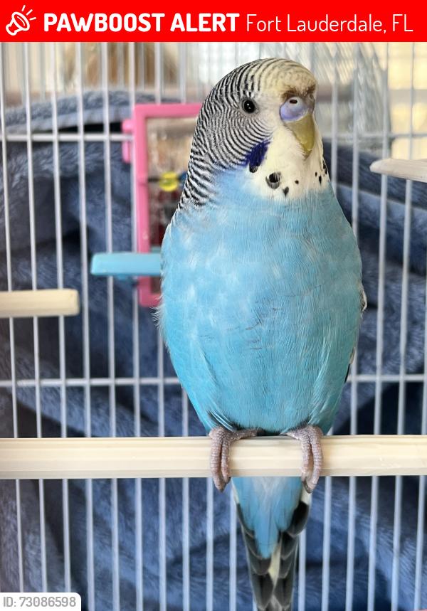 Lost Male Bird last seen Emera Port Royale/Near Bay Colony in NE Fort Lauderdale, Fort Lauderdale, FL 33308