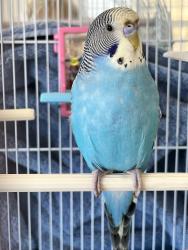 Lost Male Bird last seen Emera Port Royale/Near Bay Colony in NE Fort Lauderdale, Fort Lauderdale, FL 33308