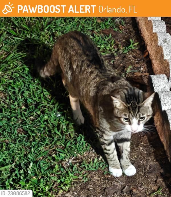 Found/Stray Unknown Cat last seen Gannon lane, Orlando, FL 32821