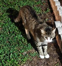 Found/Stray Unknown Cat last seen Gannon lane, Orlando, FL 32821