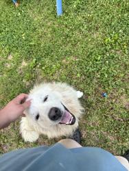 Lost Female Dog last seen Bluelick road, Louisville, KY 40229