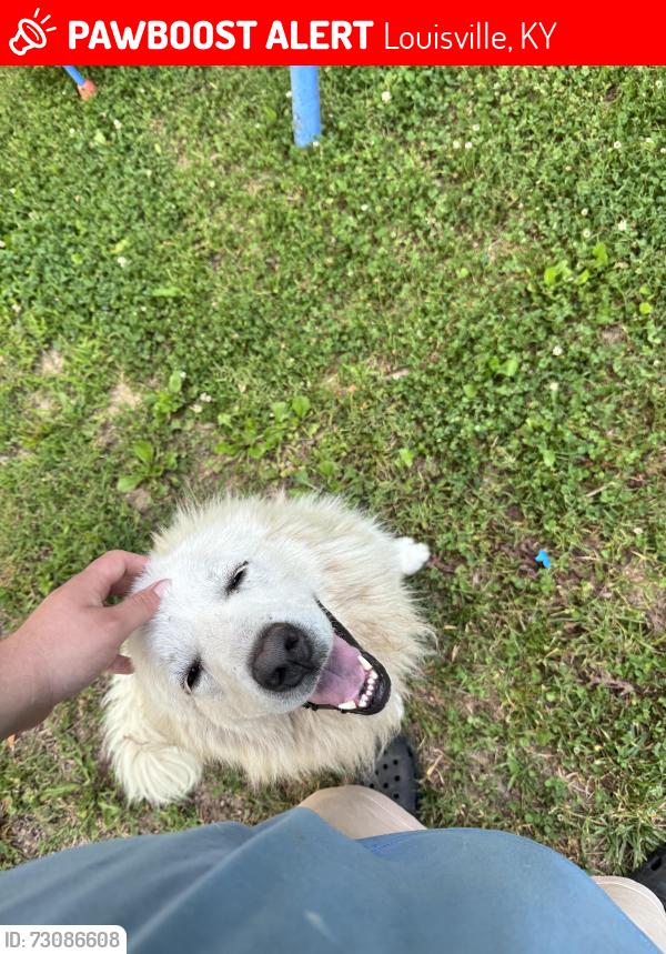 Lost Female Dog last seen Bluelick road, Louisville, KY 40229