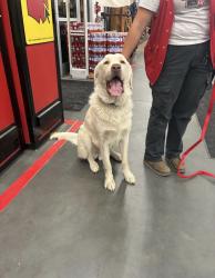Found/Stray Male Dog last seen Tractor supply, Apple Valley, CA 92395