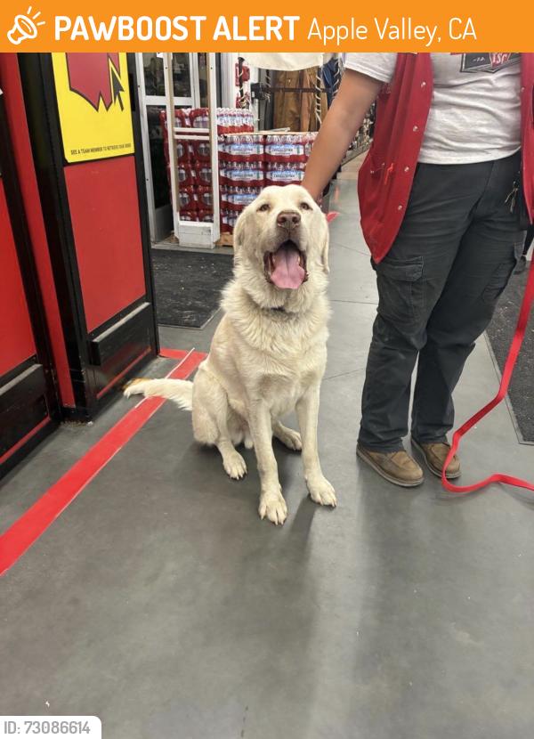 Found/Stray Male Dog last seen Tractor supply, Apple Valley, CA 92395