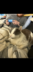 Reunited Male Cat last seen scott road, Menifee, CA 92584