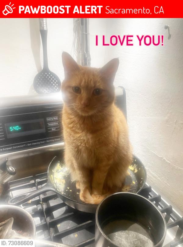 Lost Male Cat last seen Mendocino blvd and Fruitridge Rd, Sacramento, CA 95820