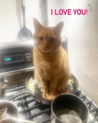 Lost Male Cat last seen Mendocino blvd and Fruitridge Rd, Sacramento, CA 95820