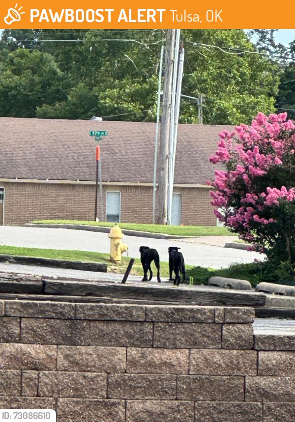 Found/Stray Unknown Dog last seen 77th st and Memorial, Tulsa, OK 74145