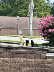 Found/Stray Unknown Dog last seen 77th st and Memorial, Tulsa, OK 74145