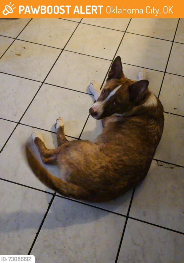 Found/Stray Male Dog last seen 34th and Pennsylvania, Oklahoma City, OK 73119