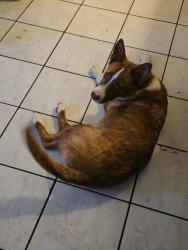 Found/Stray Male Dog last seen 34th and Pennsylvania, Oklahoma City, OK 73119