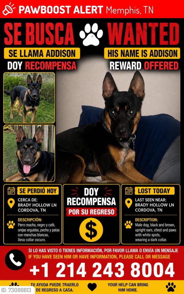 Lost Male Dog last seen Brady Hollow LN Cordova Memphis, Memphis, TN 38016