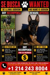 Lost Male Dog last seen Brady Hollow LN Cordova Memphis, Memphis, TN 38016