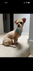 Lost Female Dog last seen Jurupa ave. And Poplar st, Fontana, CA 92337