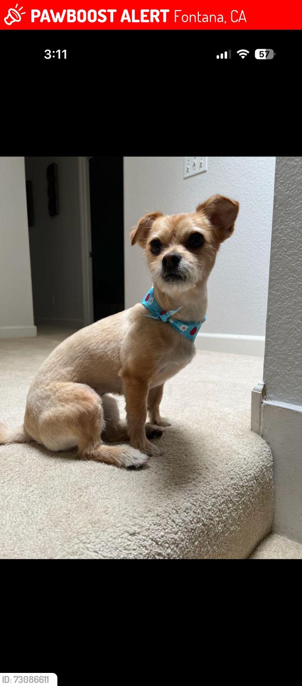Lost Female Dog last seen Jurupa ave. And Poplar st, Fontana, CA 92337