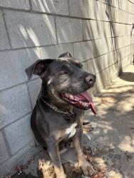 Found/Stray Male Dog last seen Humphreys and Eagle street, East Los Angeles, CA 90022