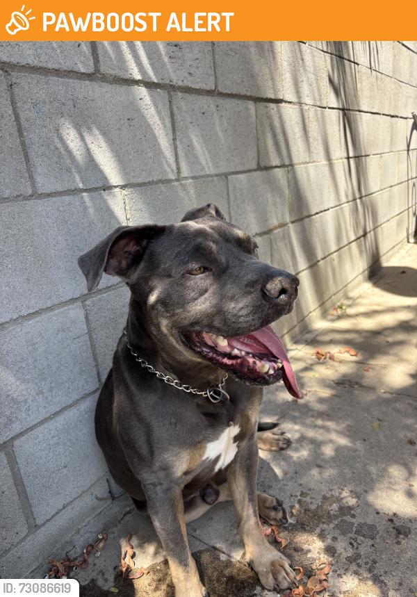 Found/Stray Male Dog last seen Humphreys and Eagle street, East Los Angeles, CA 90022