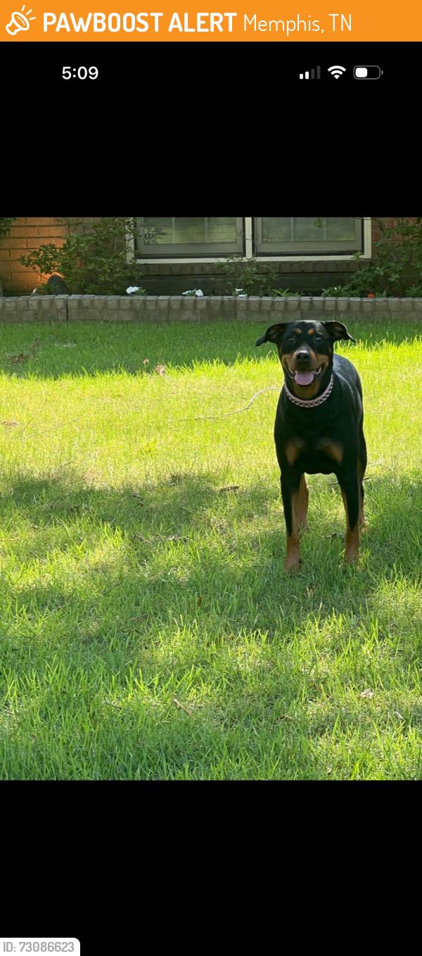 Found/Stray Unknown Dog last seen Off south Germantown Road Memphis/Germantown line, Memphis, TN 38138