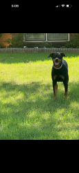 Found/Stray Unknown Dog last seen Off south Germantown Road Memphis/Germantown line, Memphis, TN 38138