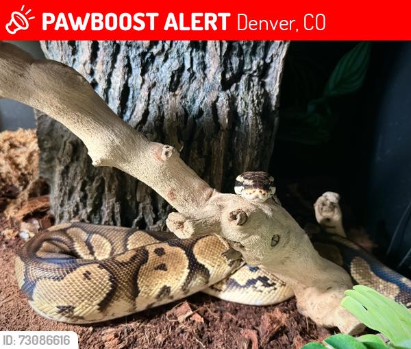 Lost Female Reptile last seen Florida and South Hudson near Sojourners Coffee shop, Denver, CO 80222