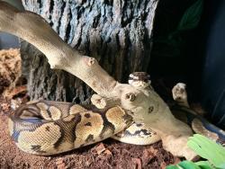 Lost Female Reptile last seen Florida and South Hudson near Sojourners Coffee shop, Denver, CO 80222