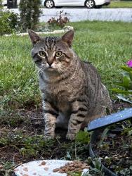 Found/Stray Male Cat last seen Gannon lane, Orlando, FL 32821