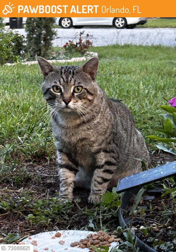 Found/Stray Male Cat last seen Gannon lane, Orlando, FL 32821